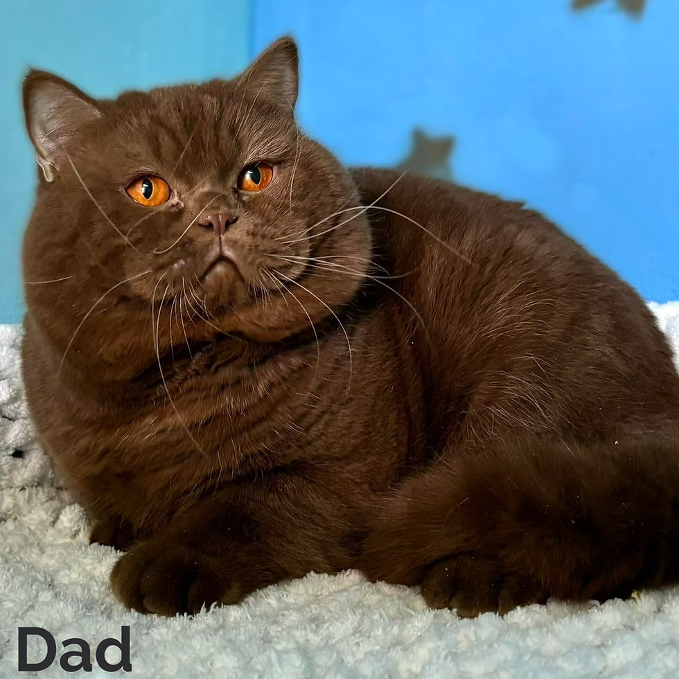 Thumbnail: British longhair