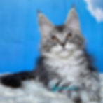 Maine Coon