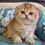 Thumbnail: Scottish fold