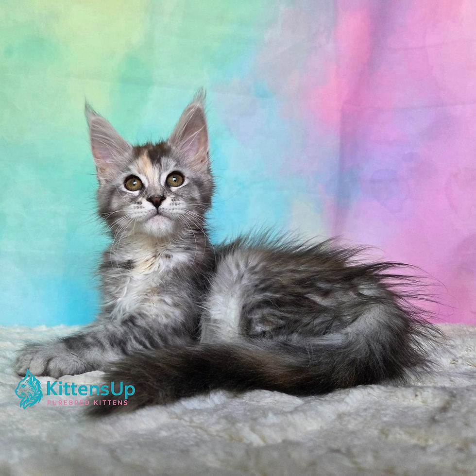 Maine Coon
