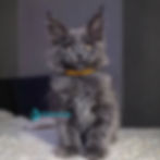 Maine Coon