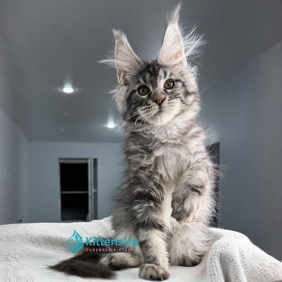 Maine Coon