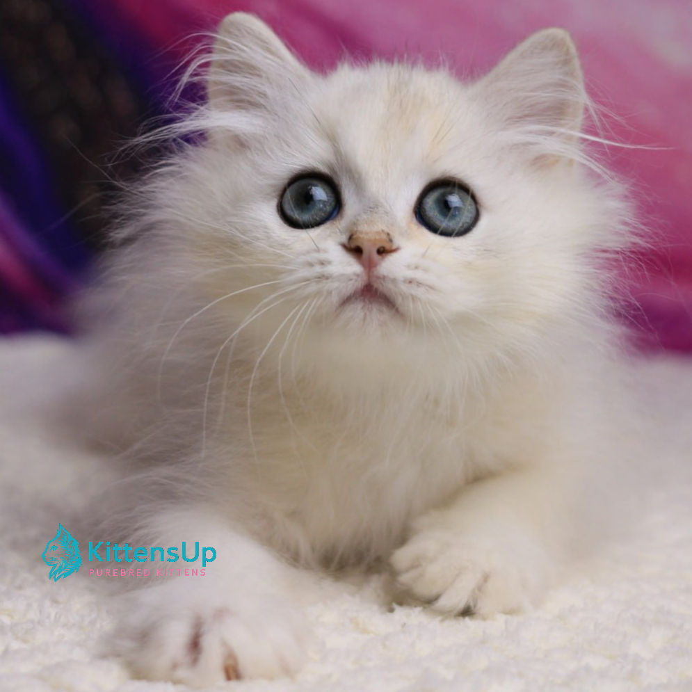 British longhair