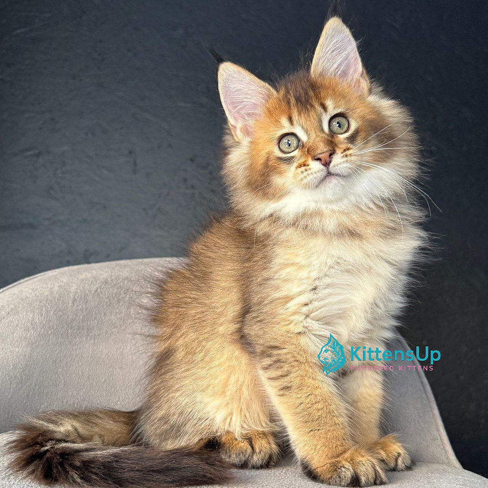 Maine Coon