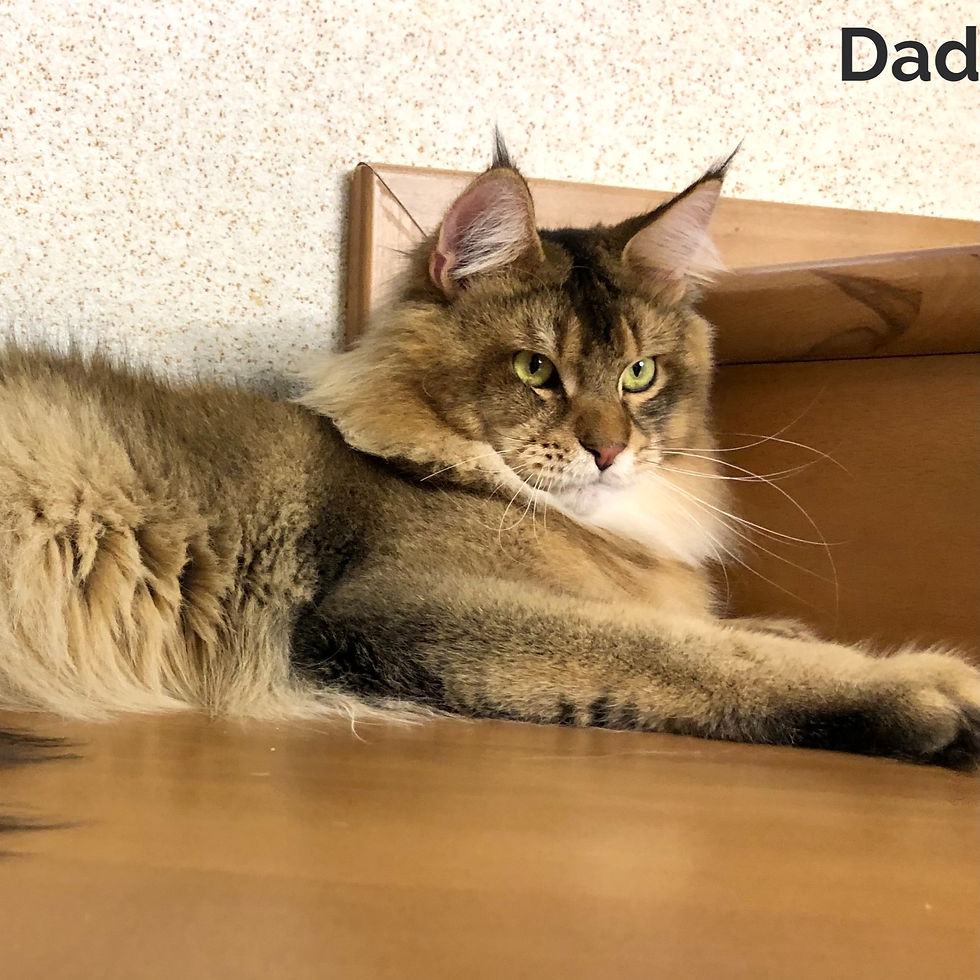 Thumbnail: Maine Coon