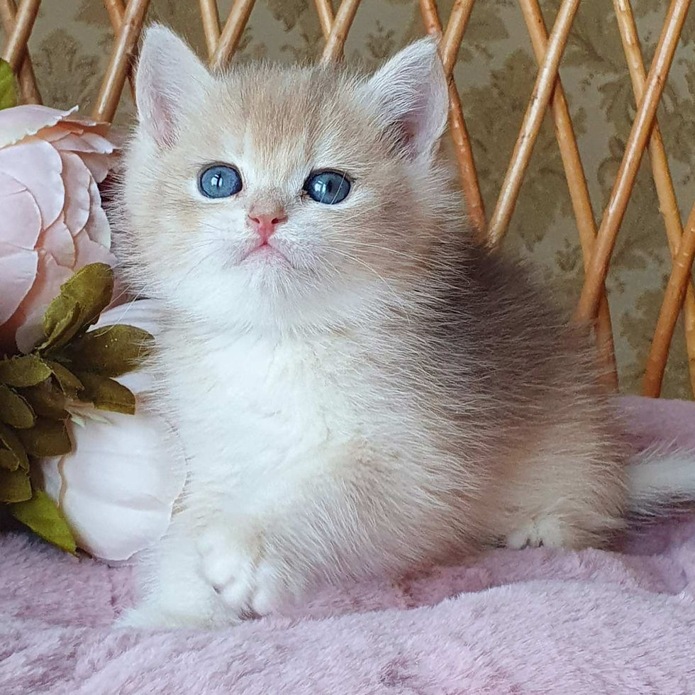 Thumbnail: 087 Miron (U) British shorthair male kitten