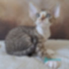 Devon Rex