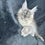 Thumbnail: 295 Shans (R) Maine Coon male kitten