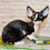 Thumbnail: Devon Rex