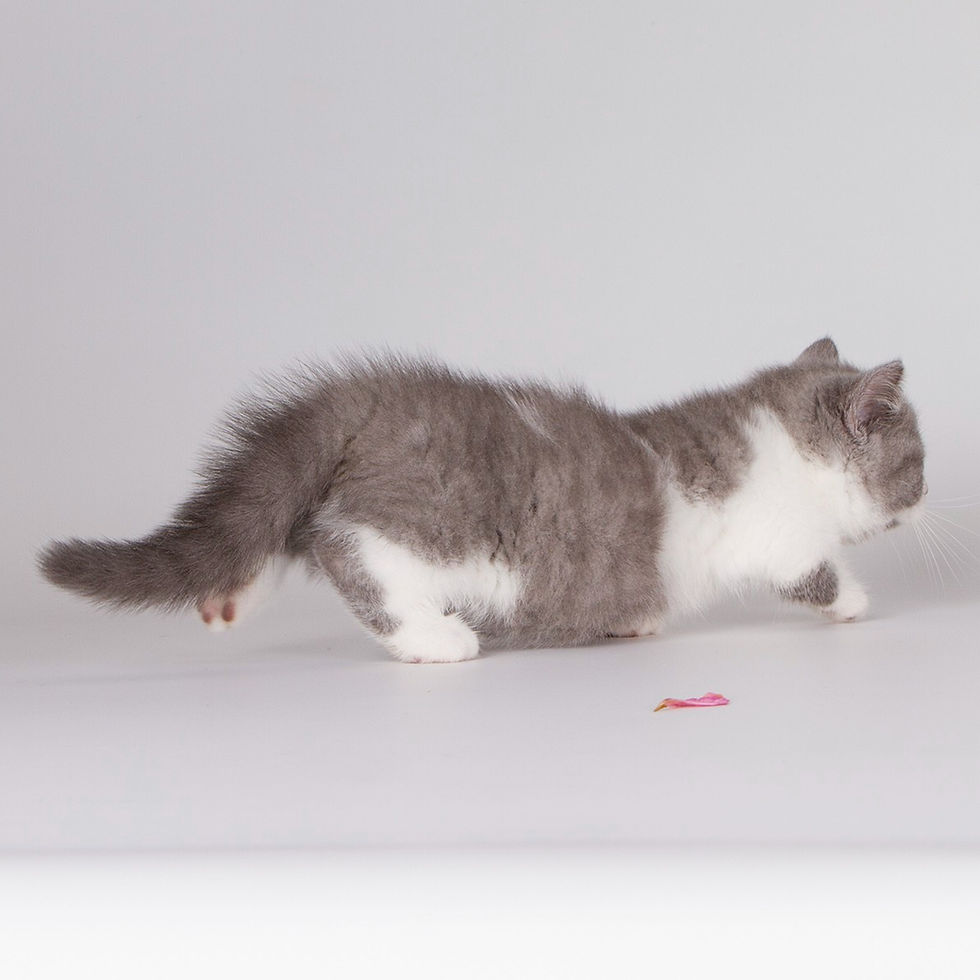 Thumbnail: 308 Darina (U) Munchkin shorthair female kitten
