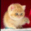 Thumbnail: British  Longhair