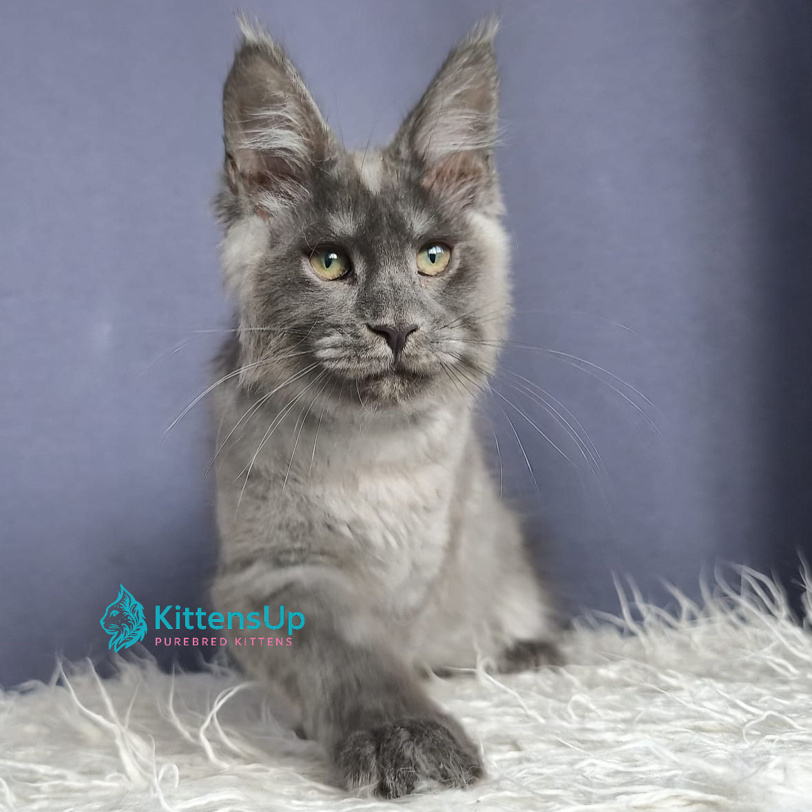 Maine Coon