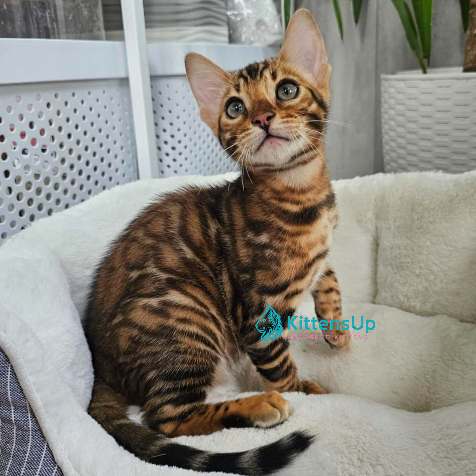 Bengal