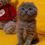 Thumbnail: 039 Mavise (U) Scottish fold shorthair female kitten