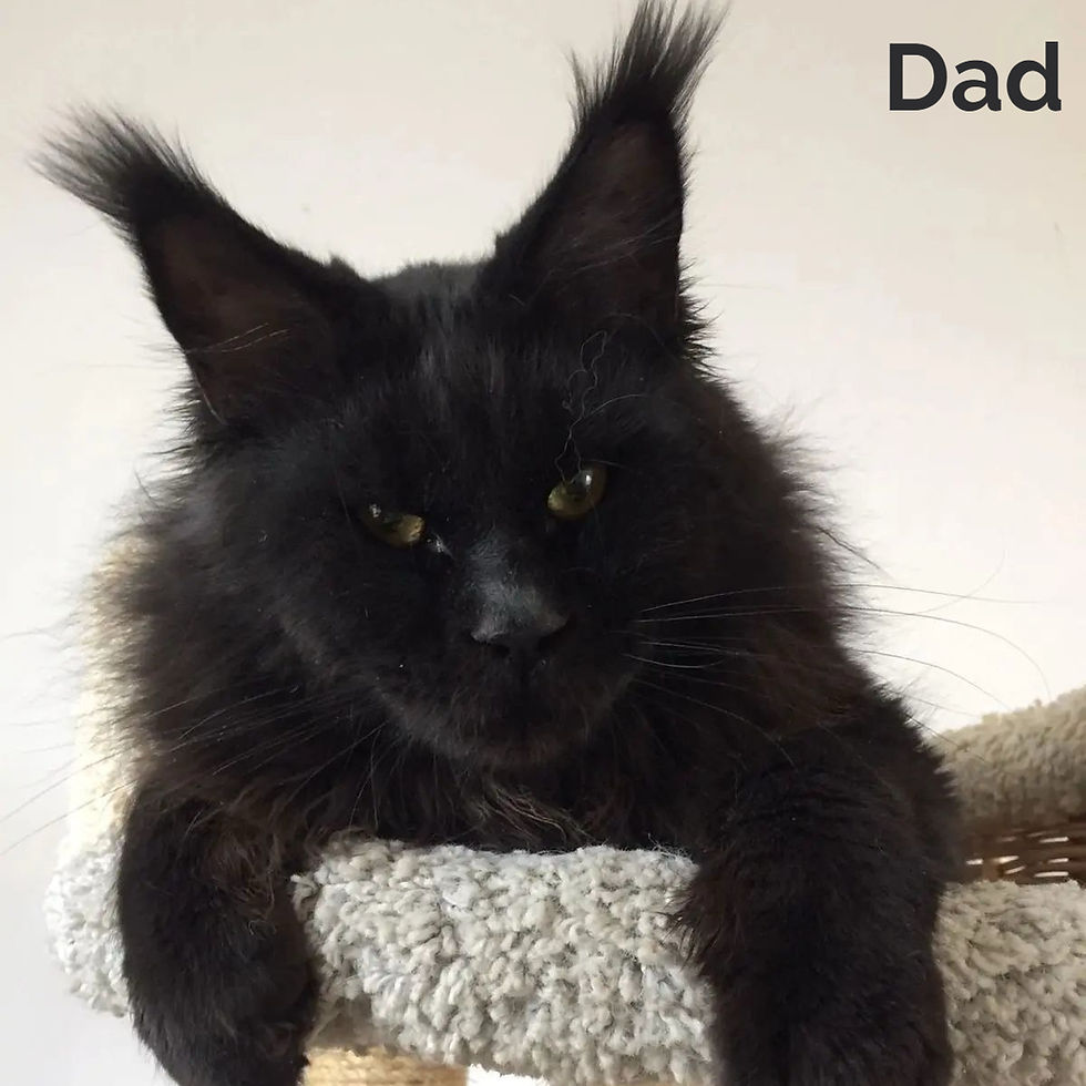 Thumbnail: Maine Coon
