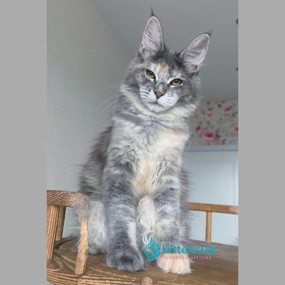 Maine Coon