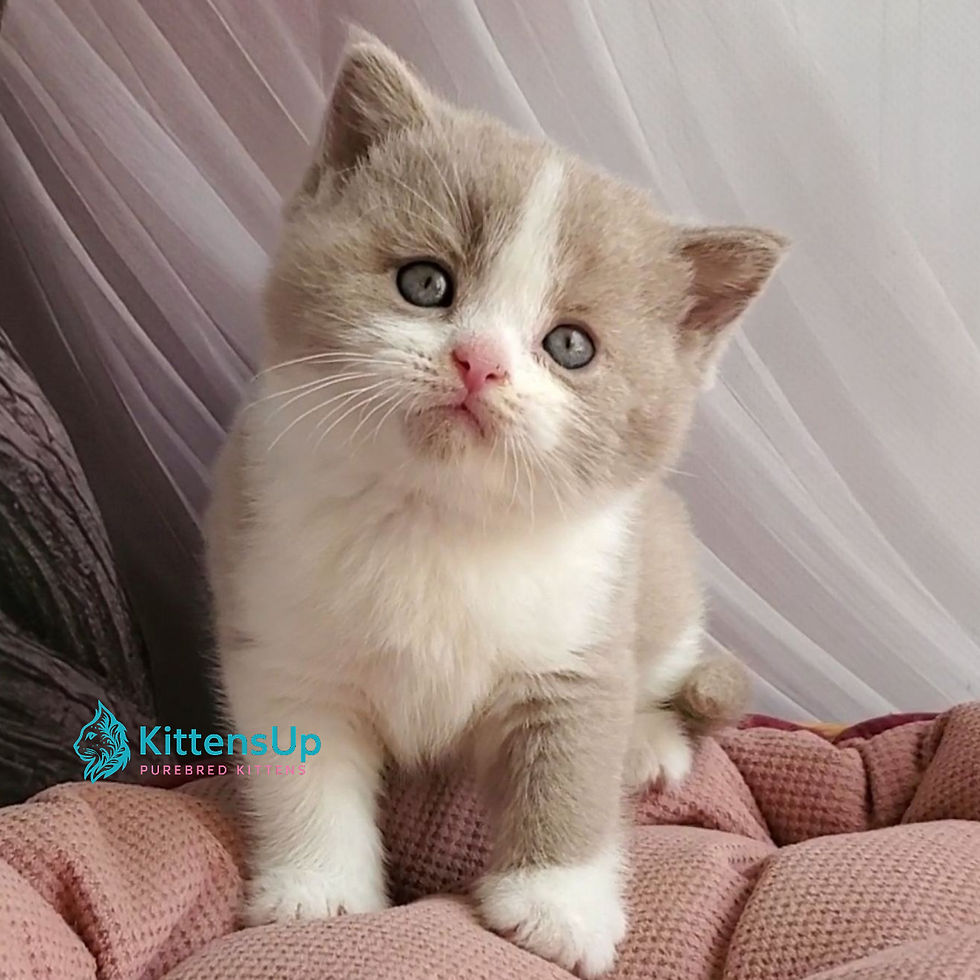 British shorthair