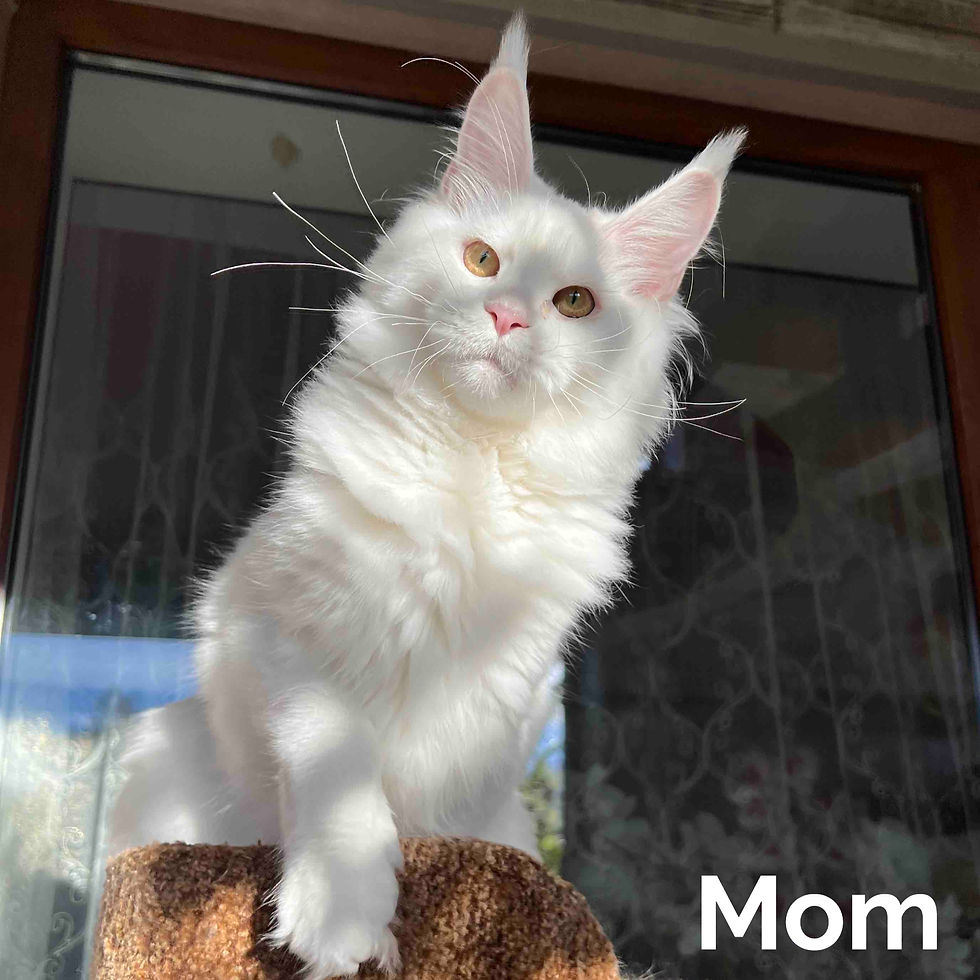 Thumbnail: Maine Coon