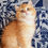 Thumbnail: 158 Like (U) British shorthair male kitten