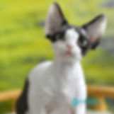 Devon Rex