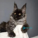 Maine Coon
