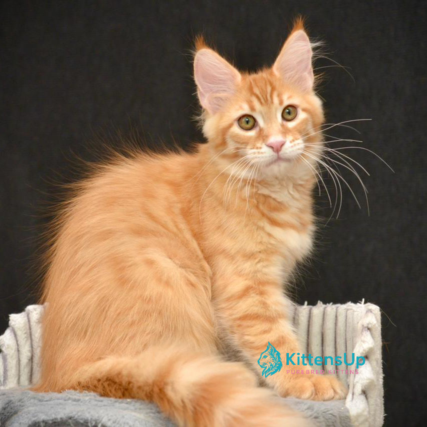 Maine Coon