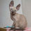 Thumbnail: Cornish Rex