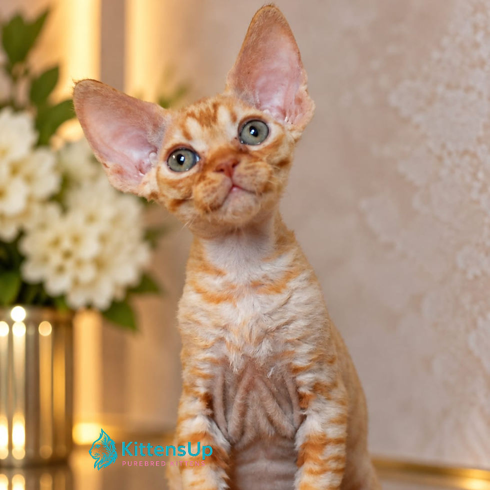 Devon Rex