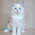 Thumbnail: 285 Elina (R) Siberian female kitten
