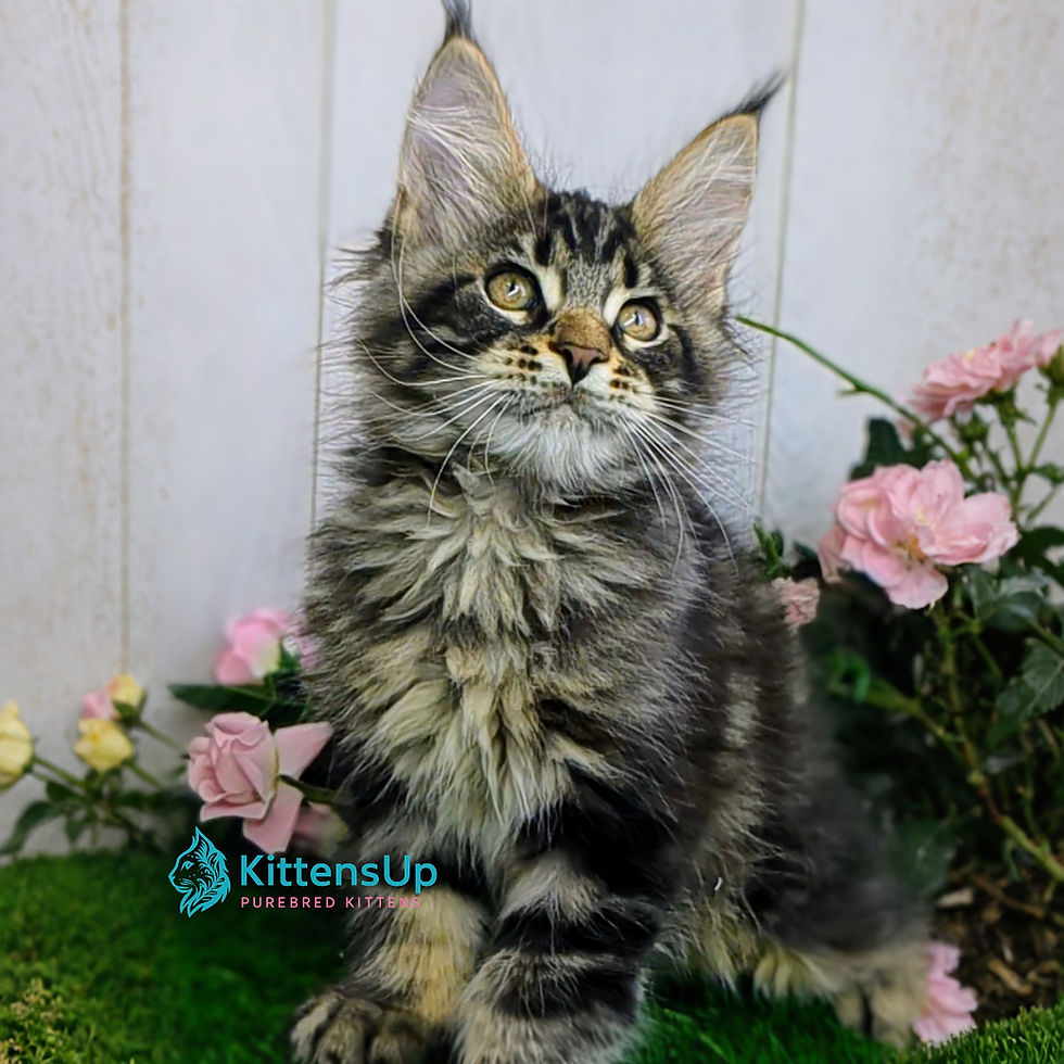 Thumbnail: Maine Coon