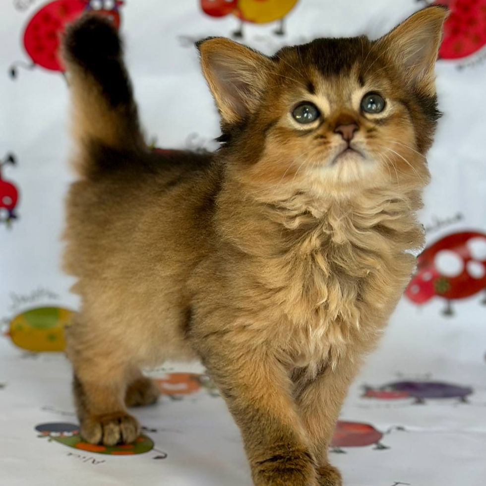 Thumbnail: 546 Lizzie (U) Somali female kitten
