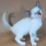 Thumbnail: 238 Wisteria (U) Siamese female kitten