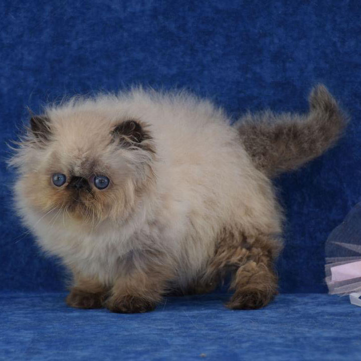 Thumbnail: 023 Gloria (U) Persian longhair female kitten