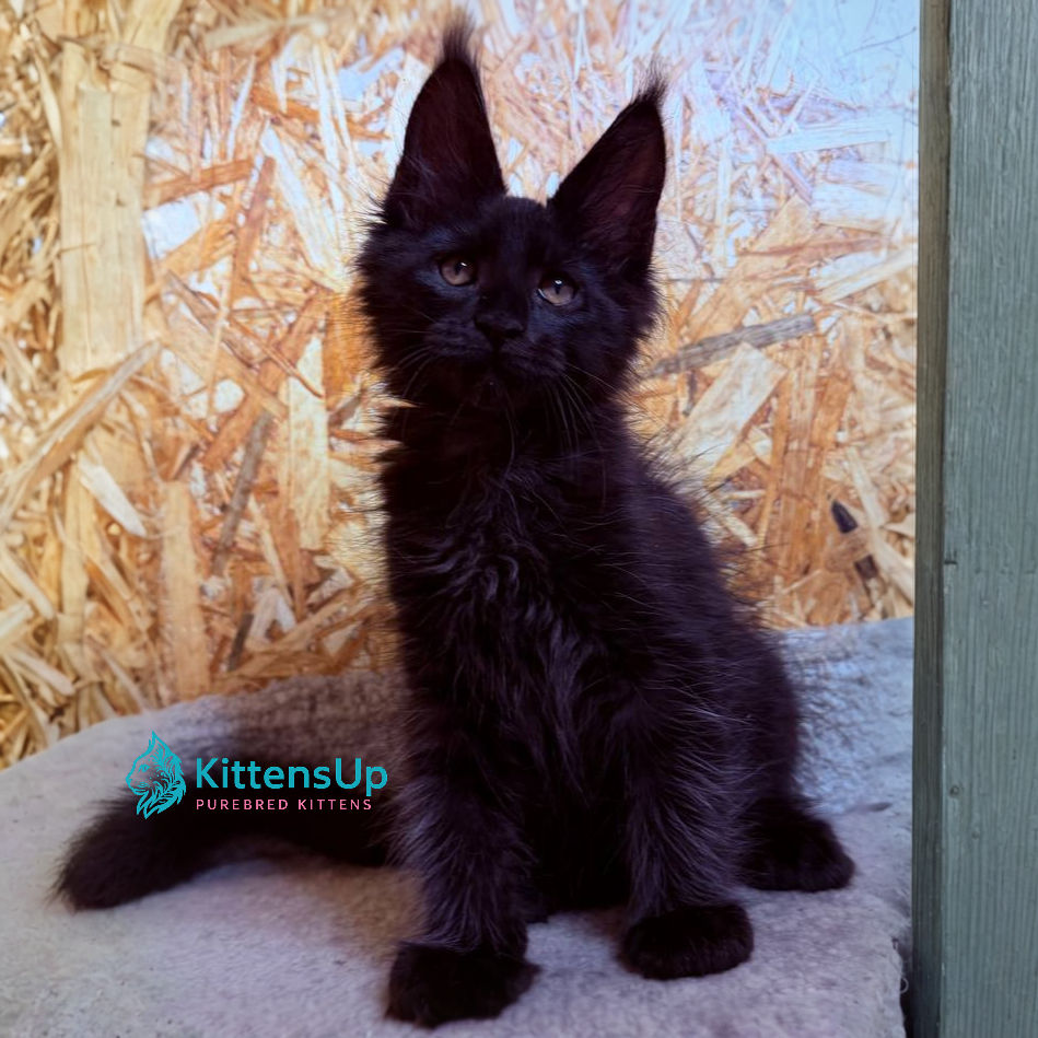 Thumbnail: Maine Coon
