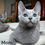 Thumbnail: Russian blue