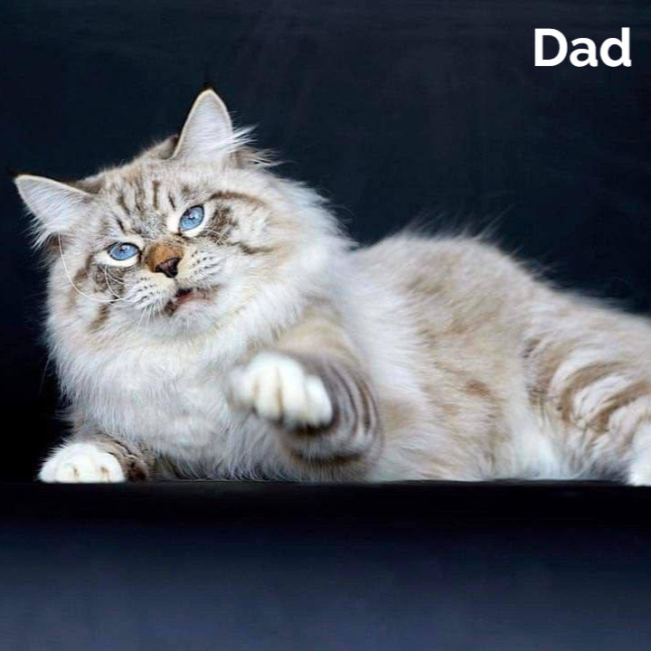 Thumbnail: 252 Juliet (R) Siberian female kitten