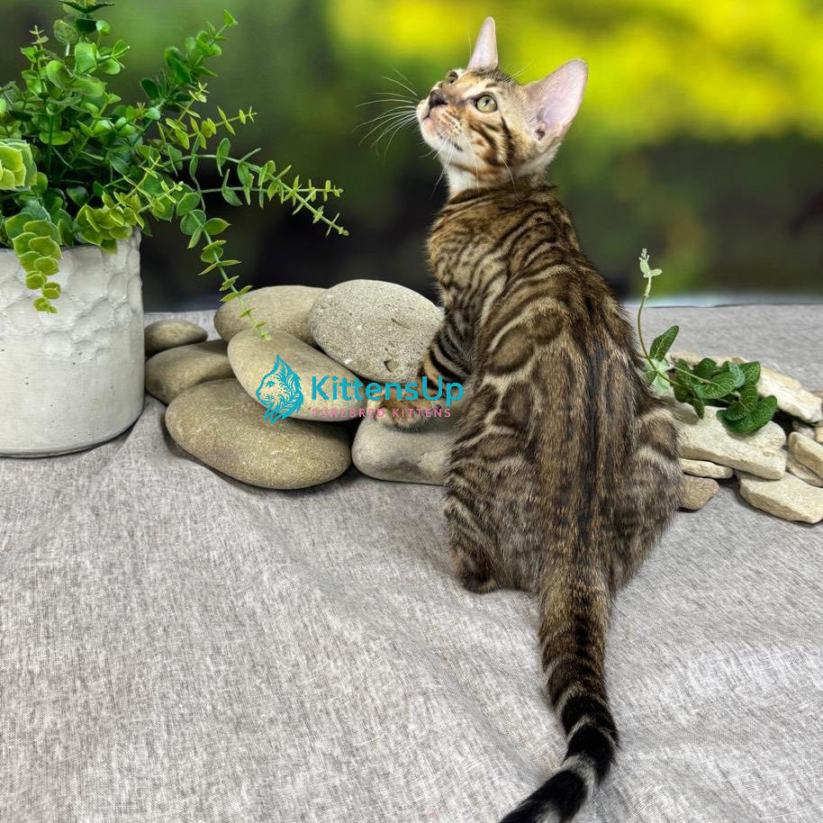Bengal