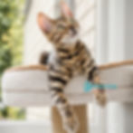 Thumbnail: Bengal