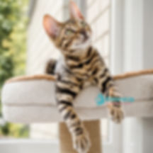 Bengal