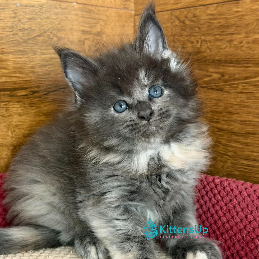 Maine Coon