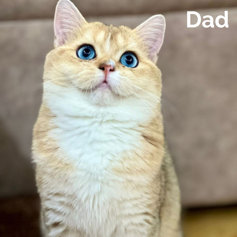 Thumbnail: British shorthair