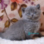 British shorthair