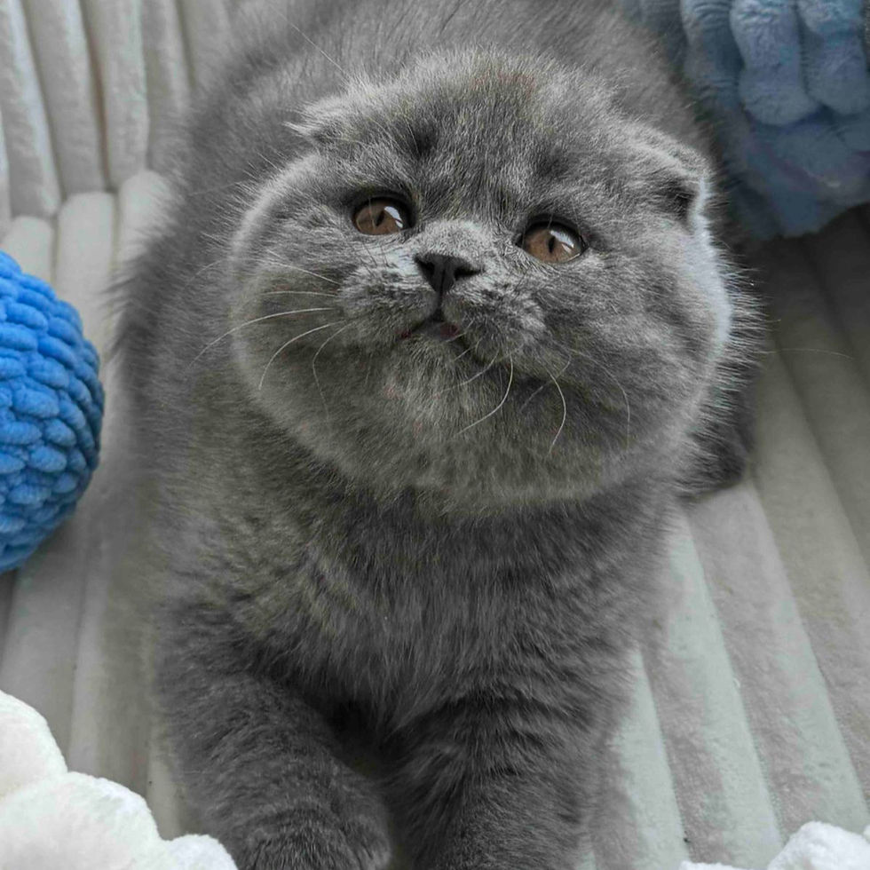 Thumbnail: 664 Boss (U) Scottish Fold shorthair male kitten
