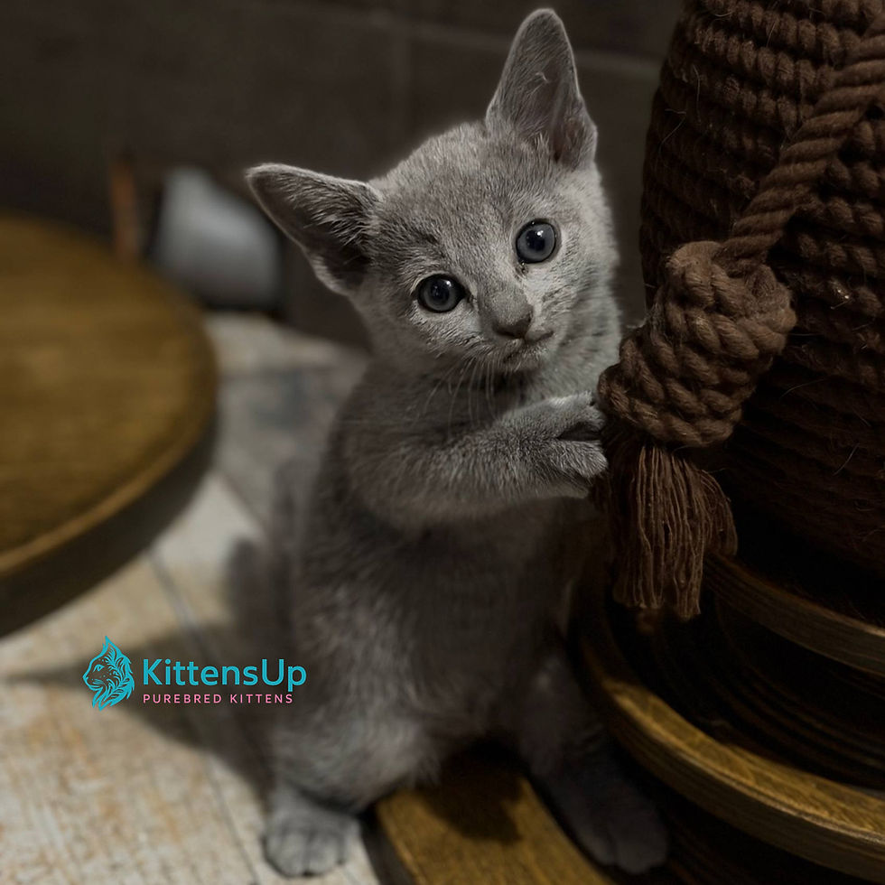 Thumbnail: 430 Nairn (U) purebred Russian blue female kitten