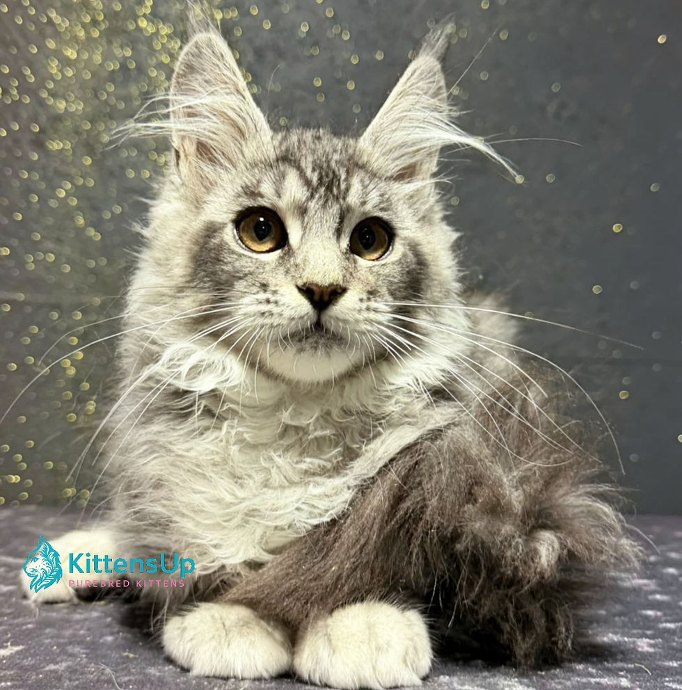 Maine Coon