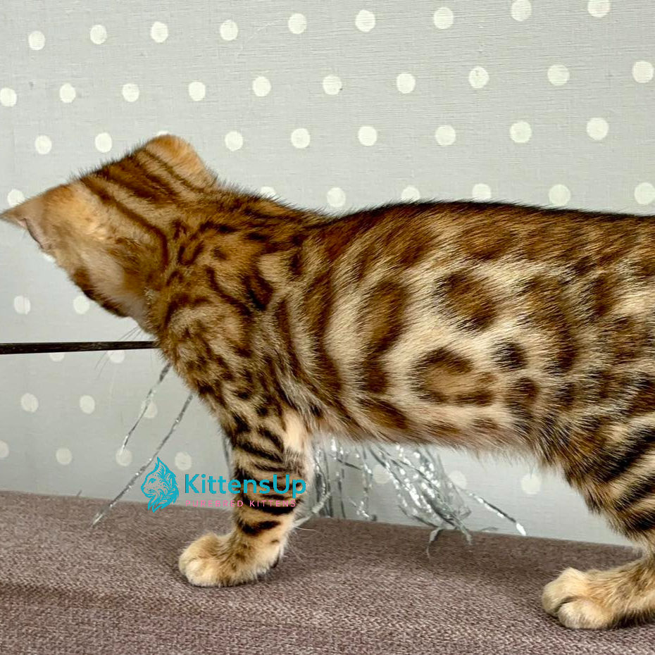 Bengal