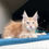 Thumbnail: Maine Coon