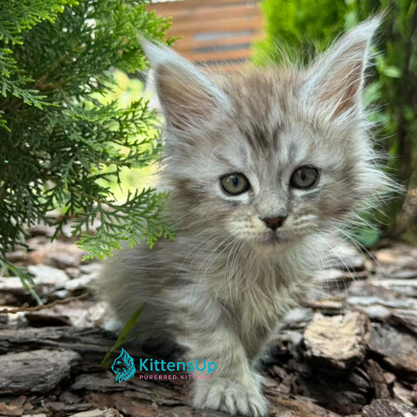 Thumbnail: Maine Coon