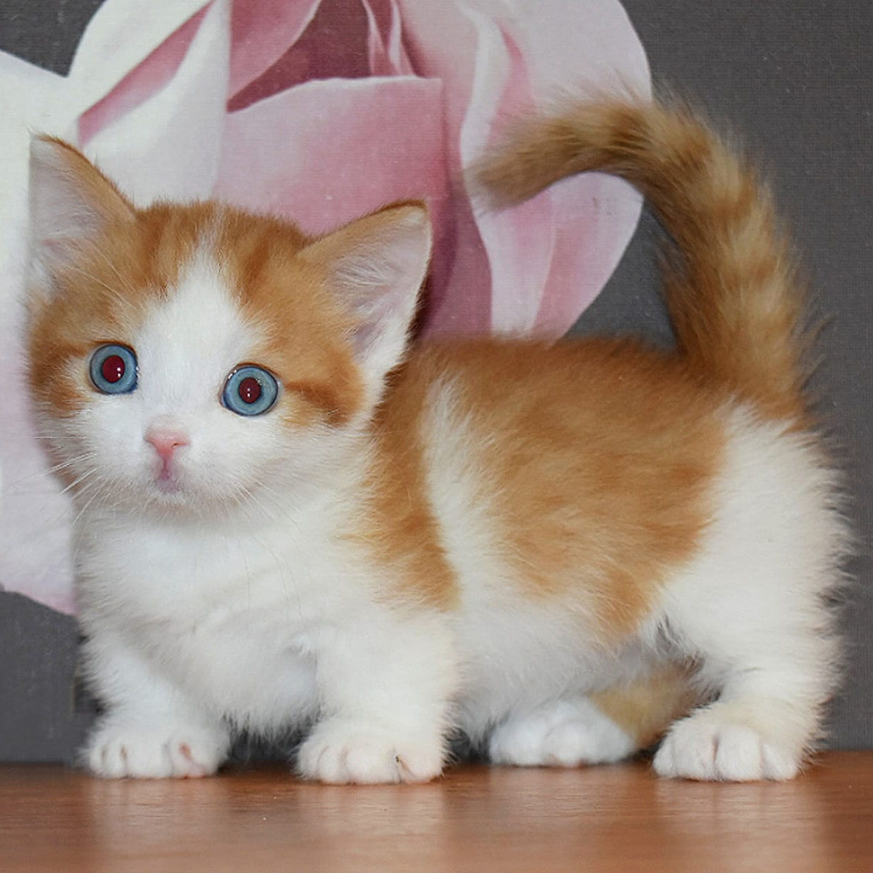 190 Galaxy (R) Minskin short paws male kitten