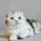 Thumbnail: 397 Nirvana (U) Scottish Fold shorthair female kitten
